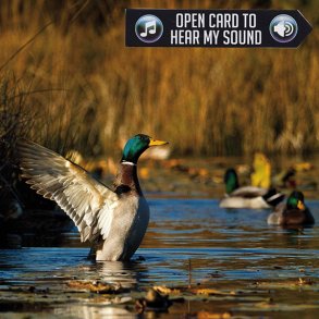 AKAH KORT MED LYD DUCK