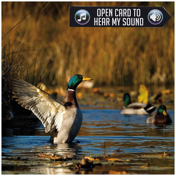 AKAH KORT MED LYD DUCK